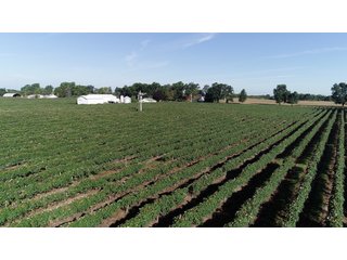 Van Buren County, Michigan Farmland - LAND AUCTION - 300+/- ACRES SPECIALTY CROP - GRAPES AND HOPS - OFFERED IN 8 TRACTS IN VAN BUREN COUNTY, MICHIGAN